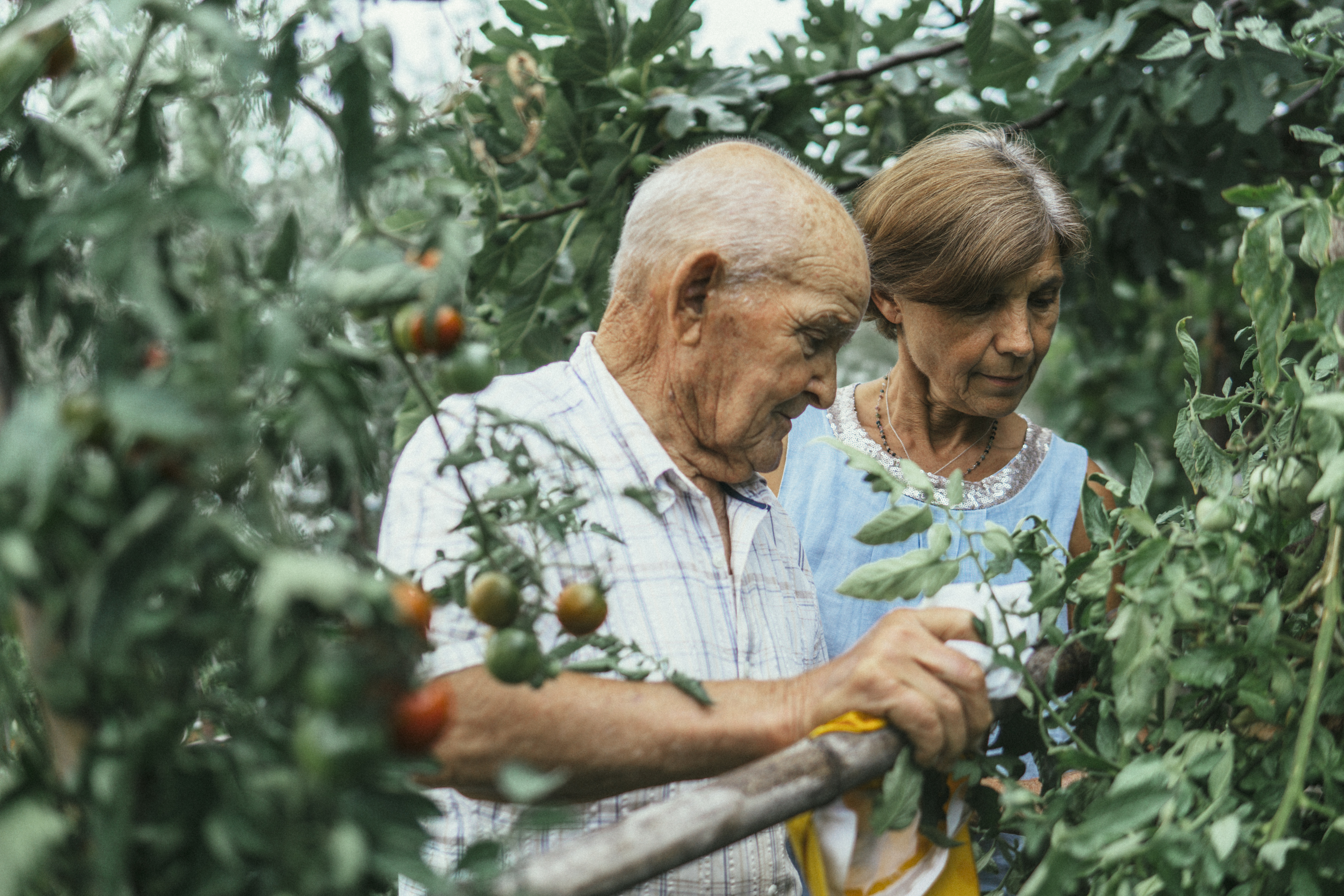 Enjoying time outdoors picking tomatoes